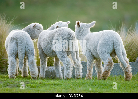 New Zealand Lämmer Ovis aries Stockfoto