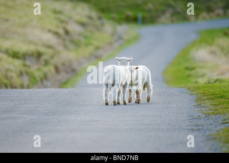 New Zealand Lämmer Ovis aries Stockfoto