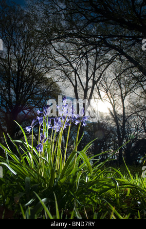 Gemeinsamen Bluebell Hyacinthoides non-scripta Stockfoto