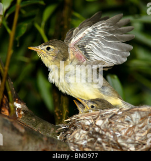 Icterine Warbler, Hippolais Icterina. Die Jungvögel im Nest. Stockfoto