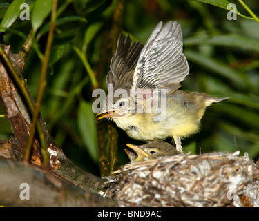 Icterine Warbler, Hippolais Icterina. Die Jungvögel im Nest. Stockfoto