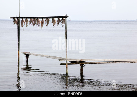 Oktopus, trocknen in der Sonne, in der Nähe von Thassos Stadt Thassos, Griechenland, September 2009 Stockfoto