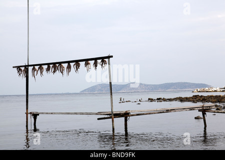 Oktopus, trocknen in der Sonne, in der Nähe von Thassos Stadt Thassos, Griechenland, September 2009 Stockfoto