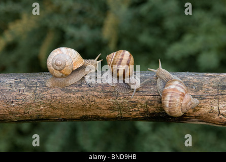 drei Schnecken Stockfoto