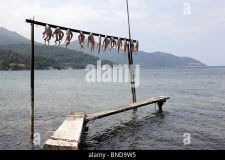 Oktopus, trocknen in der Sonne, in der Nähe von Thassos Stadt Thassos, Griechenland, September 2009 Stockfoto