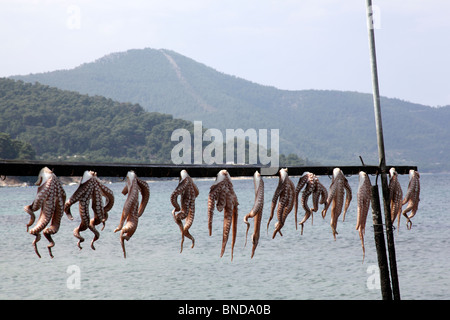 Oktopus, trocknen in der Sonne, in der Nähe von Thassos Stadt Thassos, Griechenland, September 2009 Stockfoto