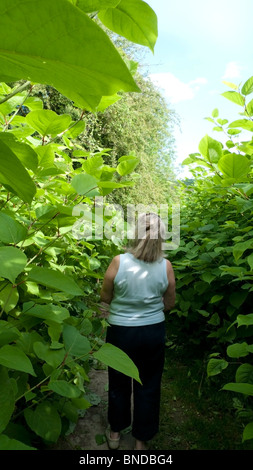 Eine Frau zu Fuß auf einem Fluss Wye-Wanderweg, bewachsen mit Japanischer Staudenknöterich, Gloucestershire, England, UK KATHY DEWITT Stockfoto