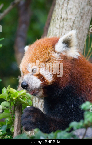 Roter Panda (Ailurus Fulgens) sitzt in einem Baum Stockfoto