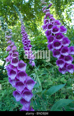 Vertikale Ansicht von Foxgloves digitalis purpurea wächst wild am Straßenrand im Juni Llanwrda, Carmarthenshire Wales UK KATHY DEWITT Stockfoto