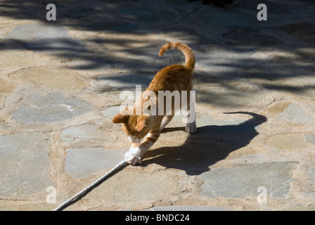 Kätzchen spielen mit Seil Stockfoto