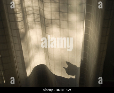 Silhouette der Katzenkopf durch transluzente Tür Vorhang Stockfoto