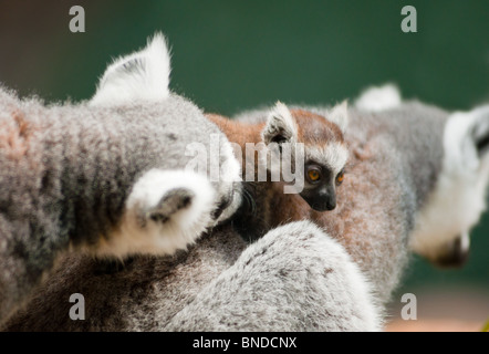Baby-Lemur mit Mama und Papa Stockfoto