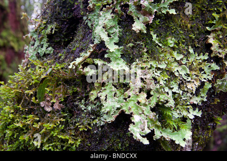 Baumstamm bedeckt mit Moos und Flechten, Barrington Tops, Australien Stockfoto