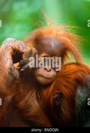 Baby Orangutan reiten auf dem Rücken der Mutter Stockfoto