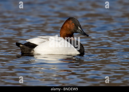 Erwachsene männliche Canvasback, die im Wasser schweben Stockfoto