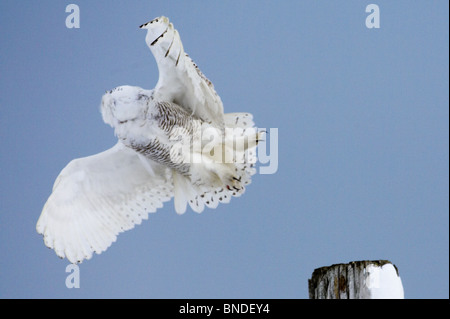 Erwachsenen Schneeeule Einnahme Flug Stockfoto