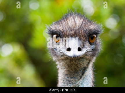 Emu (Dromaius Novaehollandiae) Blick in die Kamera, Australien Stockfoto