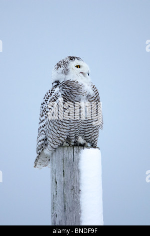 Unreife Schneeeule thront auf einem Zaun Pfosten vocalizing Stockfoto