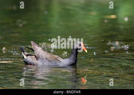 Altrosa Teichhuhn (Gallinula Tenebrosa), Australien Stockfoto