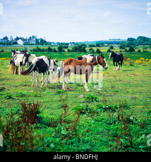 Tinker Pferde auf Weide, County Roscommon, Republik Irland, Europa Stockfoto