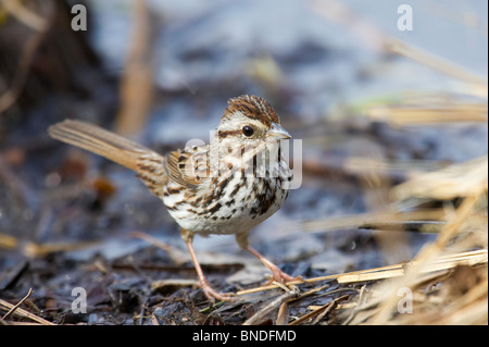 Singammer thront in einem Sumpf Stockfoto