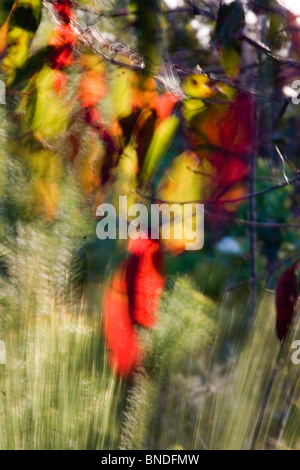 Bunte Blätter im Wind mit Hintergrundbeleuchtung von der Sonne, Australien Stockfoto