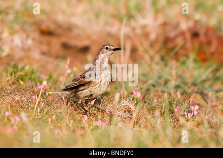 Rock-Pieper; Anthus Petrosus; im Tausendgüldenkraut Stockfoto