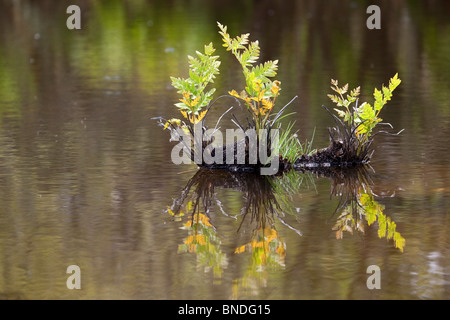 Königsfarn; Osmunda Regalis; Stockfoto