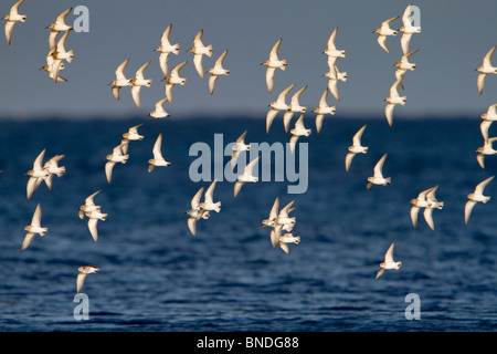 Sanderling; Calidris Alba; Herde im Flug Stockfoto