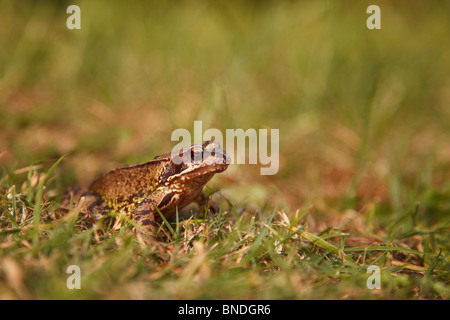 Grasfrosch (Rana Temporaria) in der Wiese Stockfoto