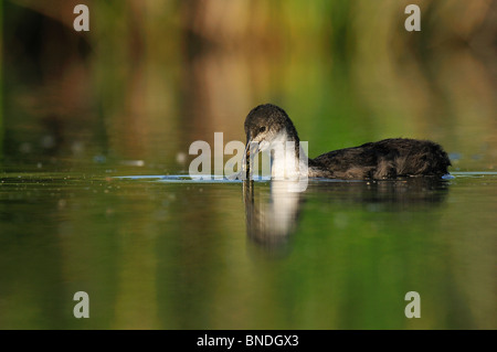 Junge eurasische Blässhuhn (Fulica Atra) Fütterung von pflanzlichem Material im Feuchtgebiet Stockfoto