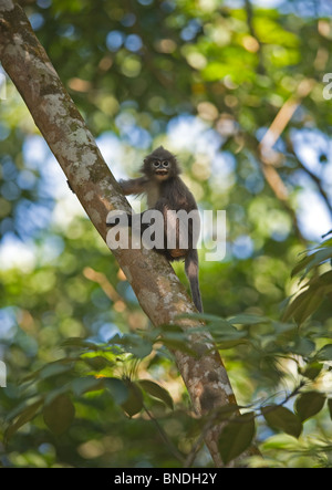 Phayre Blatt Monekey Trachypithecus Phayrei brillentragende Sipohi Jala Widlife Reisfeldterrassen Tripura Indien Stockfoto