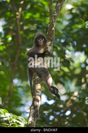 Phayre Blatt Monekey Trachypithecus Phayrei brillentragende Sipohi Jala Widlife Reisfeldterrassen Tripura Indien Stockfoto