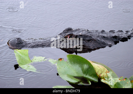 Der Alligator ist berüchtigt für seine knochenbrechende beißt. Darüber hinaus ist der Alligator lebt in Florida Stockfoto