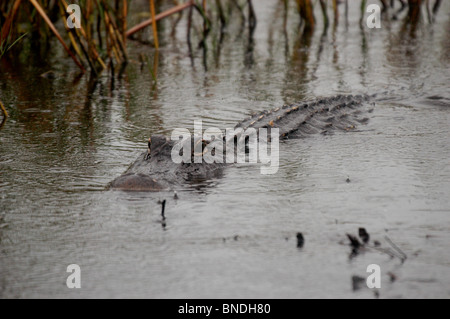 Der Alligator ist berüchtigt für seine knochenbrechende beißt. Darüber hinaus ist der Alligator lebt in Florida Stockfoto