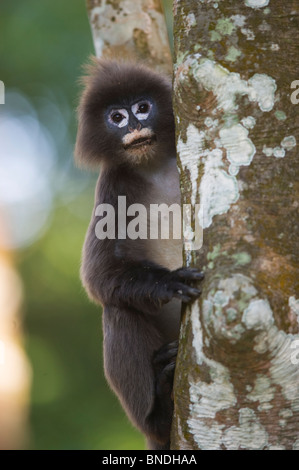 Phayre Blatt Monekey Trachypithecus Phayrei brillentragende Sipohi Jala Widlife Reisfeldterrassen Tripura Indien Stockfoto