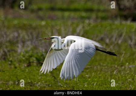 Großer Reiher fliegen mit Stick zurück zum Nest im Audubon Swamp Garten im Magnolia Plantation in Charleston County, SC Stockfoto