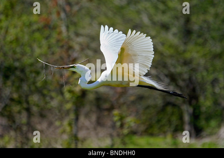 Großer Reiher fliegen mit Stick zurück zum Nest im Audubon Swamp Garten im Magnolia Plantation in Charleston County, SC Stockfoto