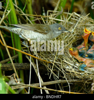 Das Nest von einem Barred Warbler (Sylvia Nisoria) in der wilden Natur. Stockfoto