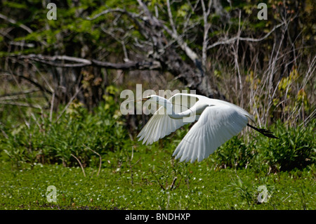 Großer Reiher fliegen mit Stick zurück zum Nest im Audubon Swamp Garten im Magnolia Plantation in Charleston County, SC Stockfoto