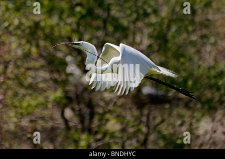 Großer Reiher fliegen mit Stick zurück zum Nest im Audubon Swamp Garten im Magnolia Plantation in Charleston County, SC Stockfoto