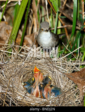Das Nest von einem Barred Warbler (Sylvia Nisoria) in der wilden Natur. Stockfoto