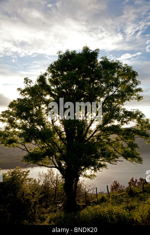 Sonnenuntergang über Lough Caragh hinter Baum, Co. Kerry, Irland Stockfoto