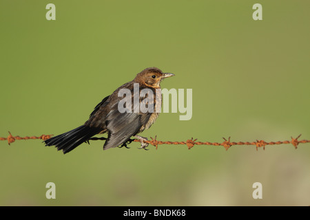 Junge Amsel (Turdus Merula) gehockt Stacheldrahtzaun Stockfoto