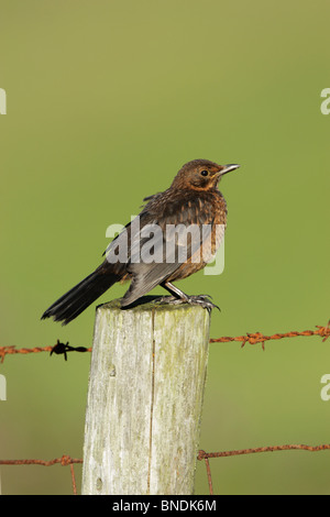 Junge Amsel (Turdus Merula) Zaunpfahl gehockt Stockfoto