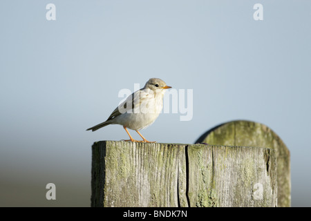 Grünfink (Zuchtjahr Chloris) juvenile Stand auf einem Pfosten vor blauem Himmel Stockfoto