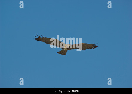 Schlangenadler Schlange-Adler Circaetus Gallicus kleinen Rann von Kachch oder Fang Gujarat Indien Vogel Stockfoto