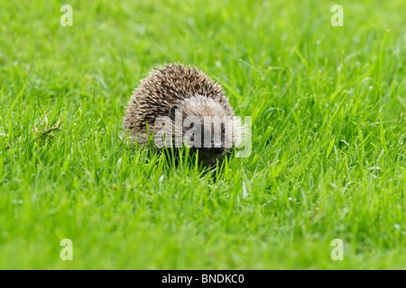 Westlichen Igel (Erinaceus Europaeus) auf Nahrungssuche in einem Garten Stockfoto