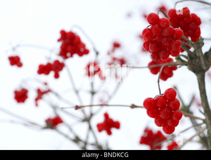 Nahaufnahme von roten Viburnum Beeren mit Schnee bedeckt Stockfoto