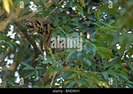 Leopard Neofelis Nebulosa gefangen Tripura getrübt Indien Stockfoto